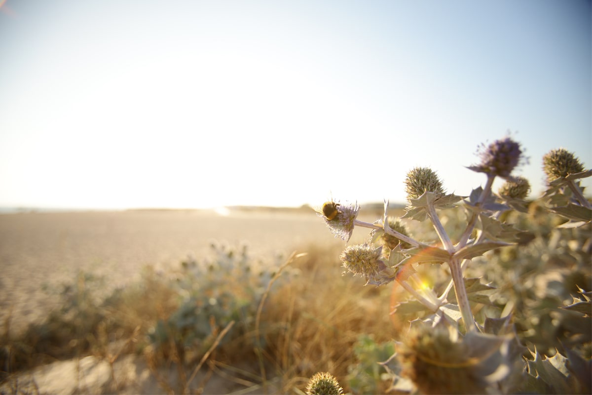 Nature near the beach