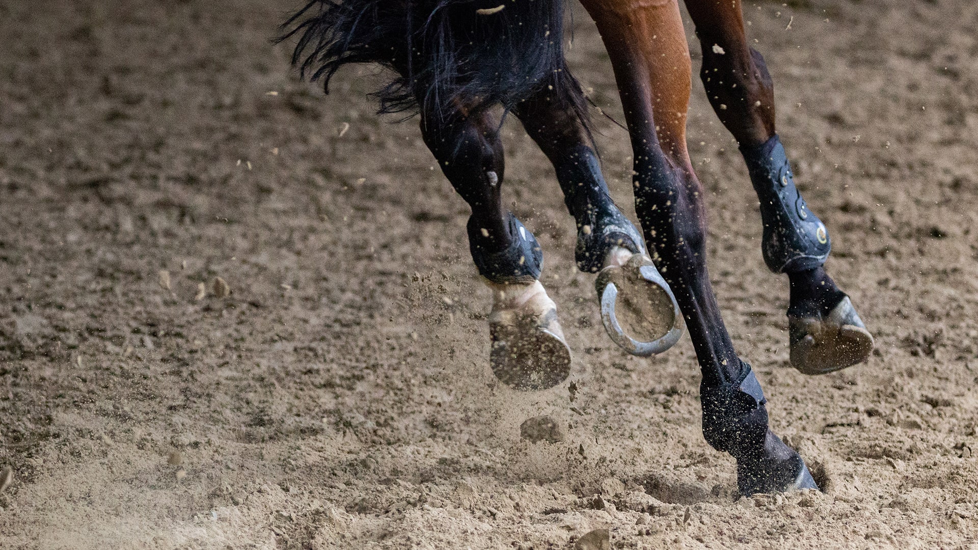 header equestrian centre